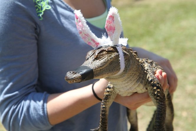 alligator-bunny.jpg